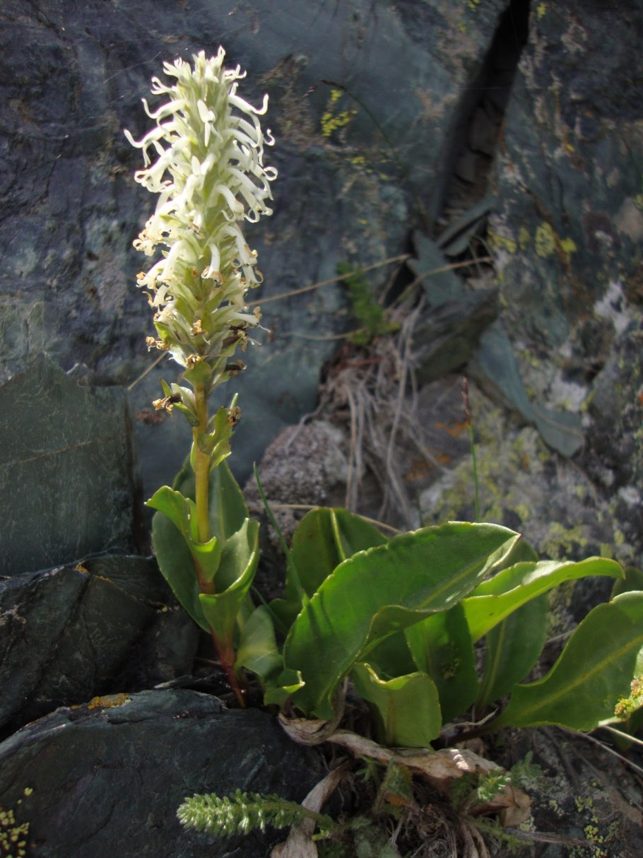 Лаготис сизый