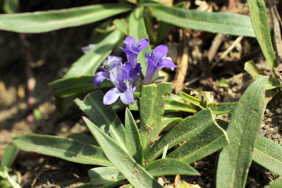 Лаготис Победоносный