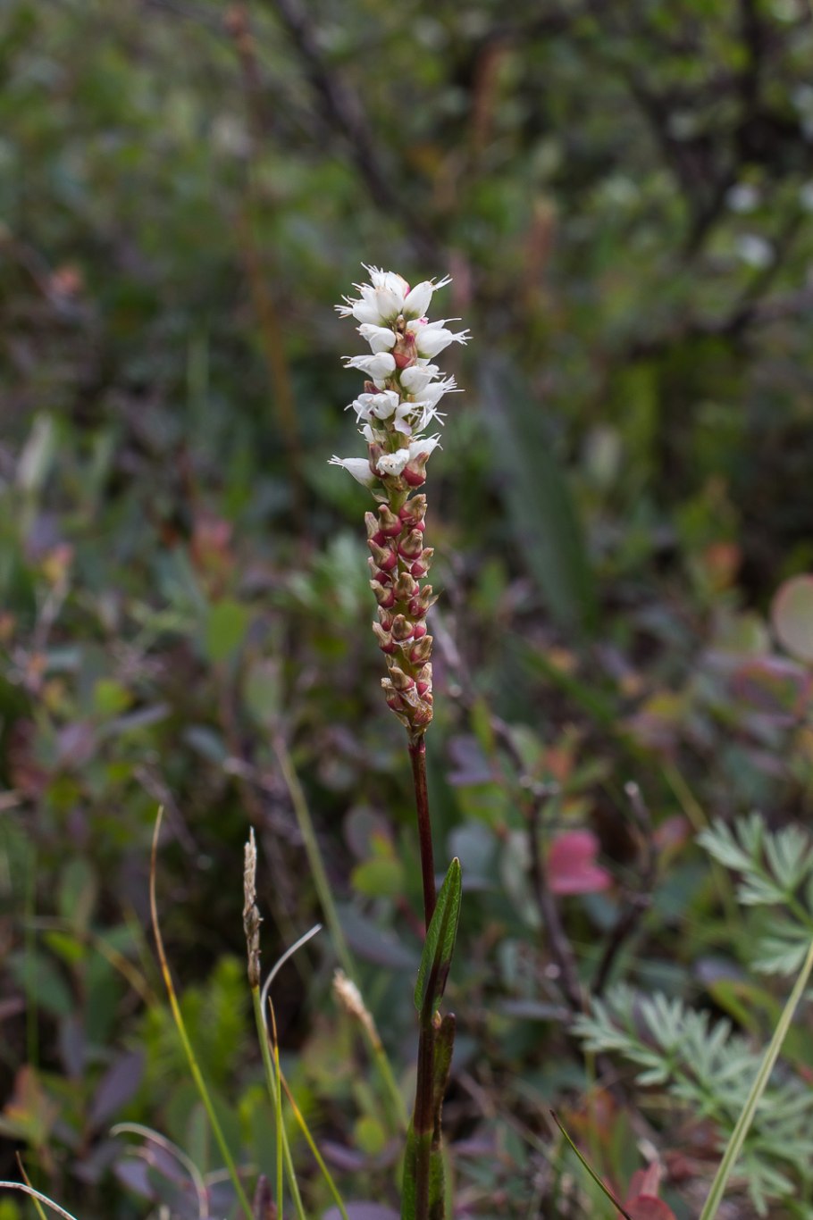 Лаготис малый в Ненецком автономном округе