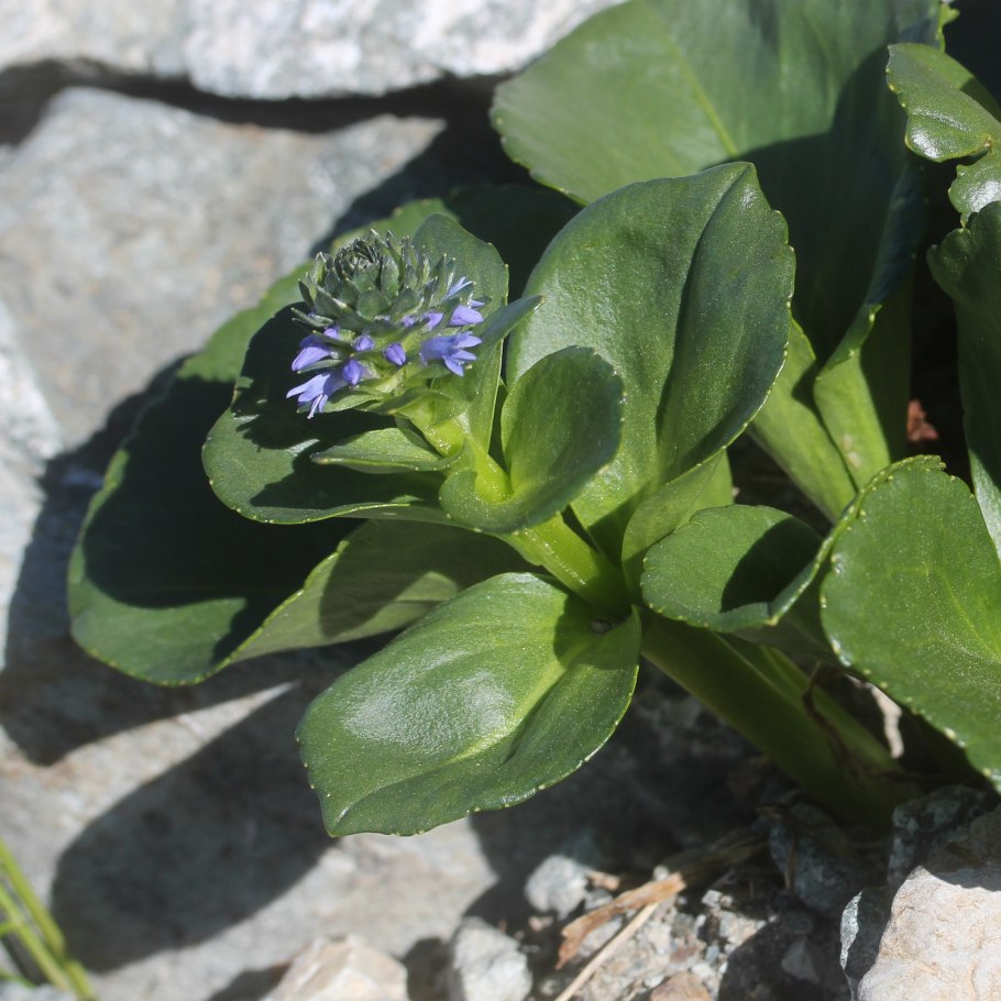 Астрагал рогоплодный