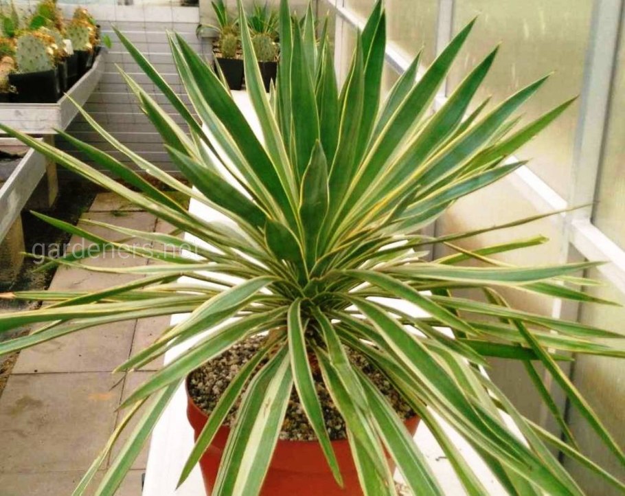 Юкка gigantea: гигантская