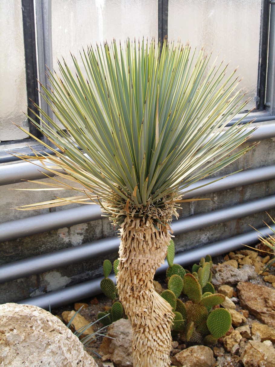 Yucca brevifolia