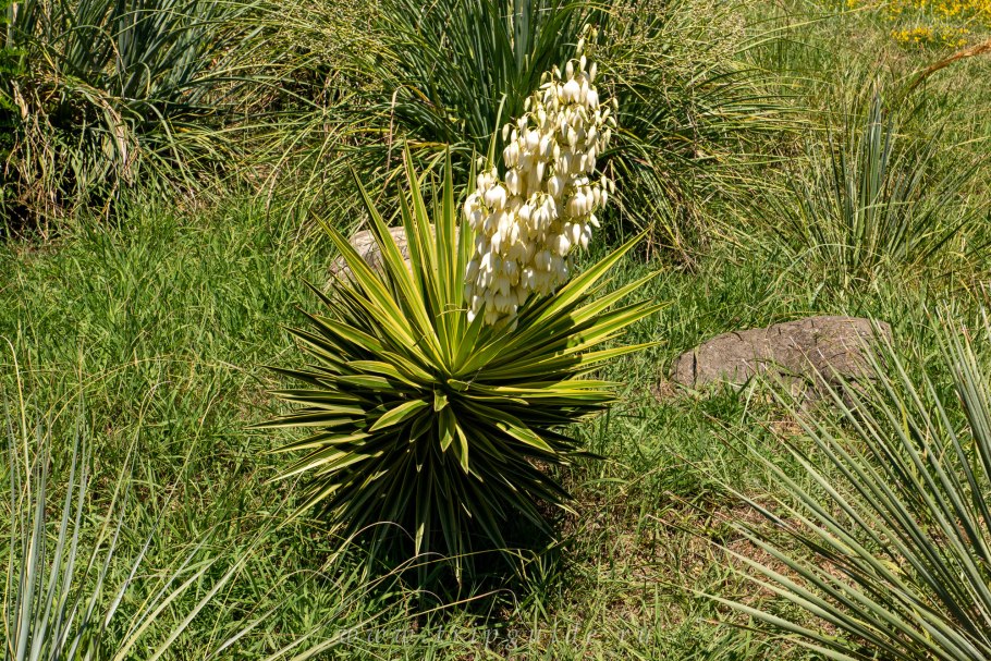 Юкка ELEPHANTIPES