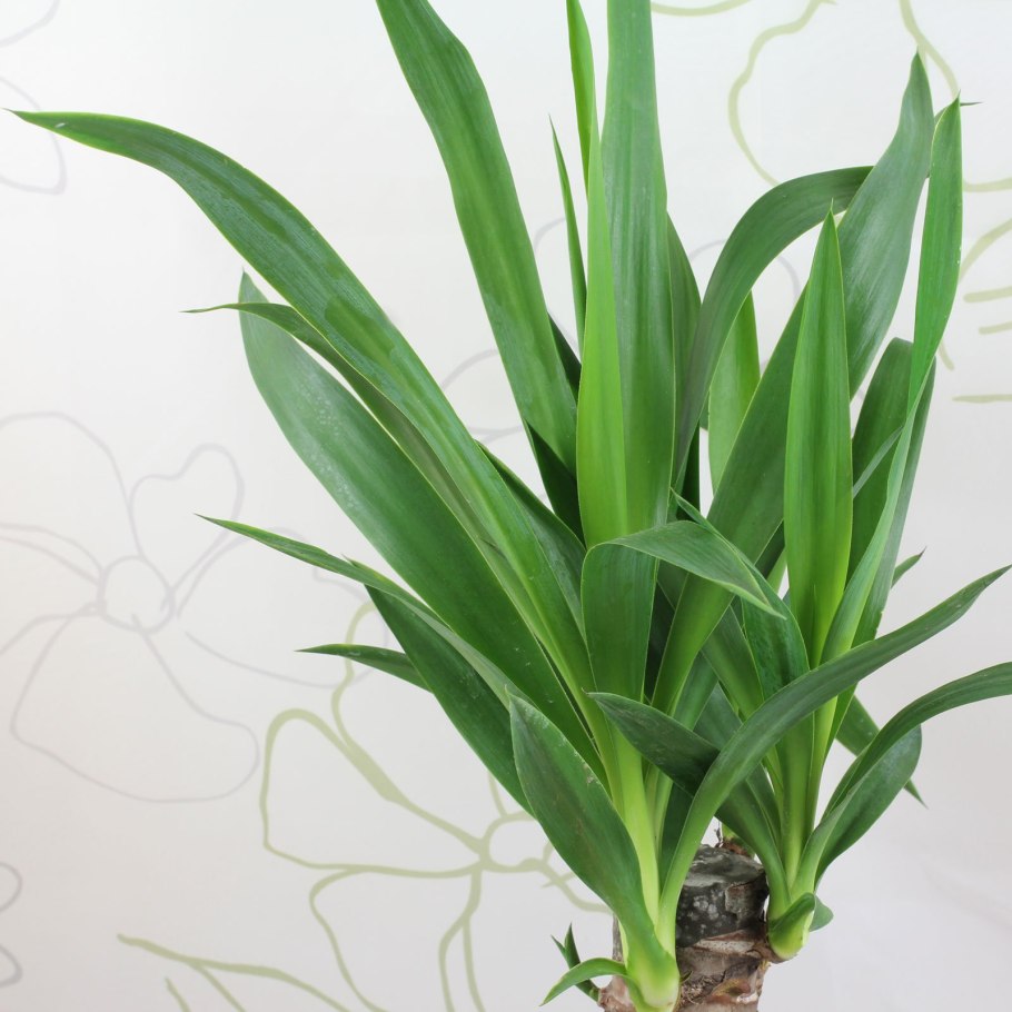 Юкка ELEPHANTIPES