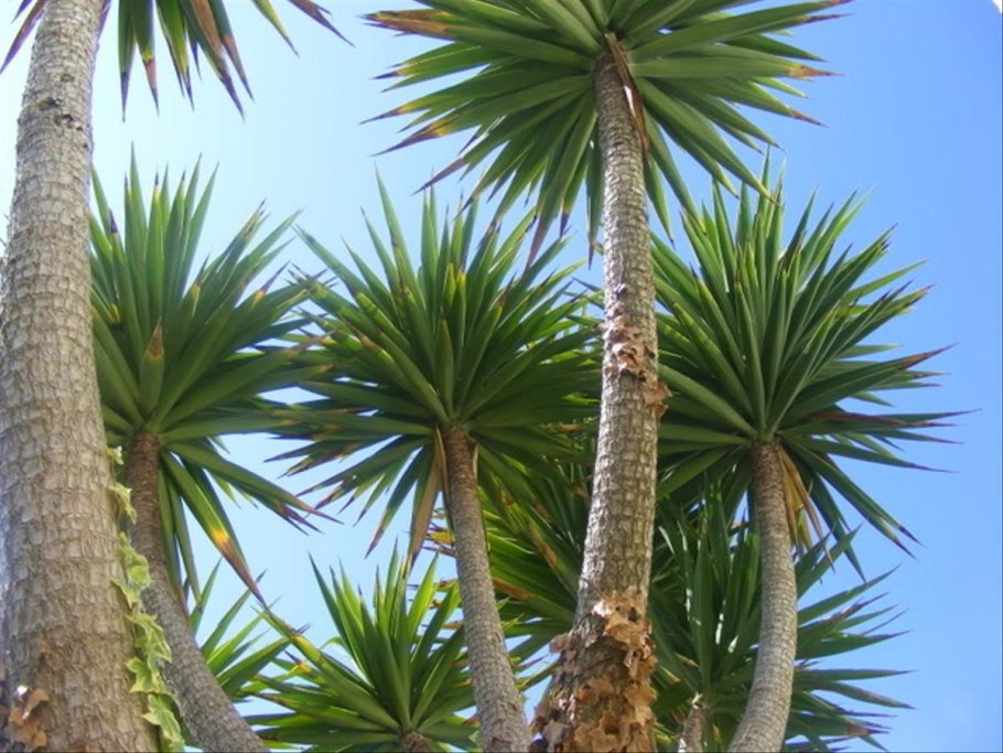 Пальма Юкка алоэлистная