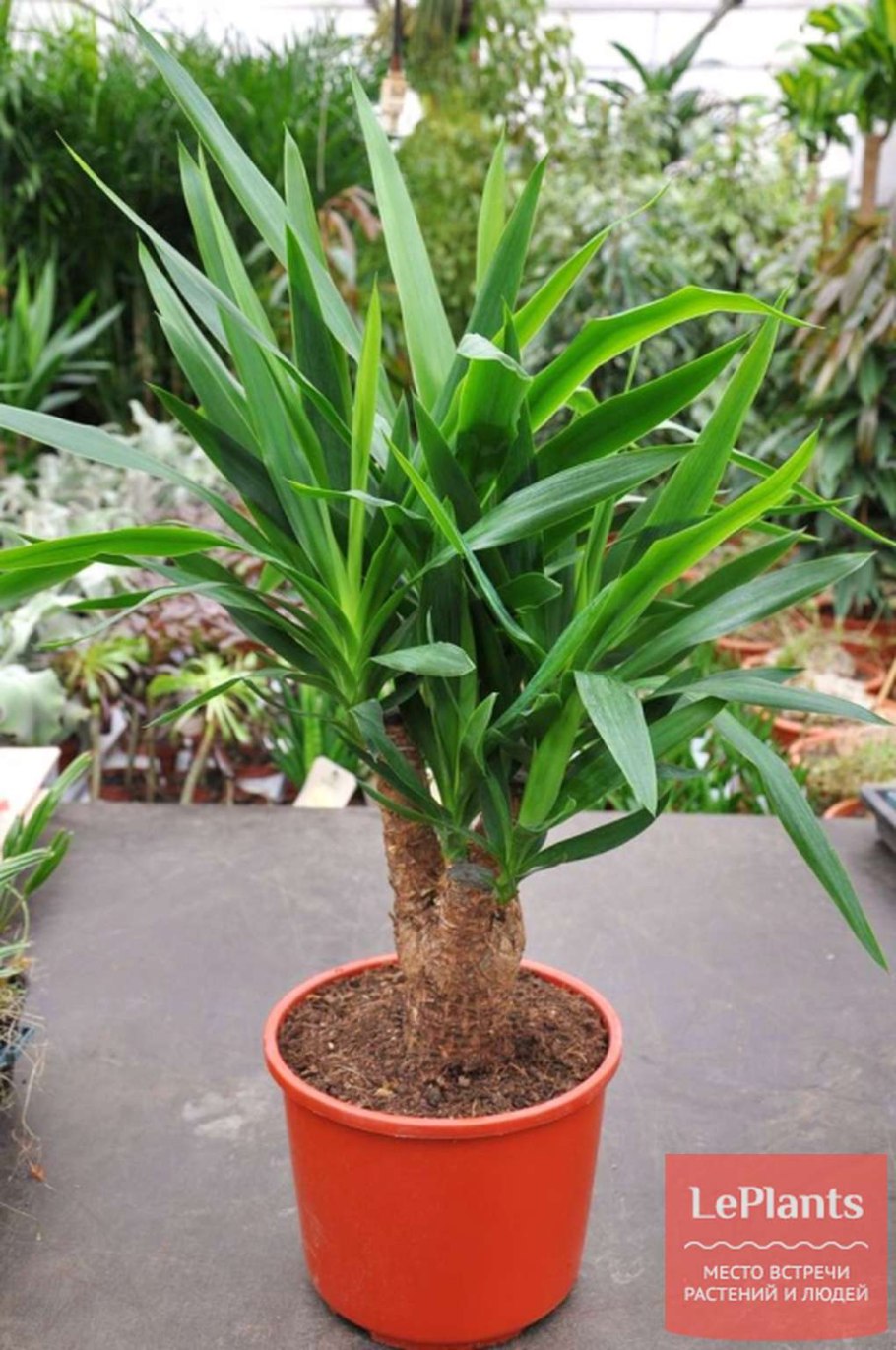 Пальма Юкка слоновая