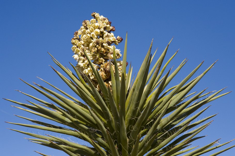 Yucca gigantea
