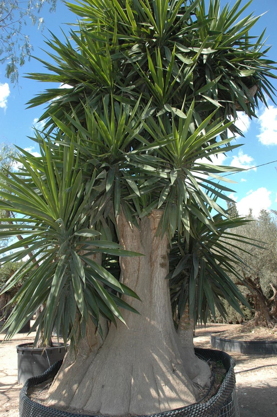 Пальма Юкка слоновая