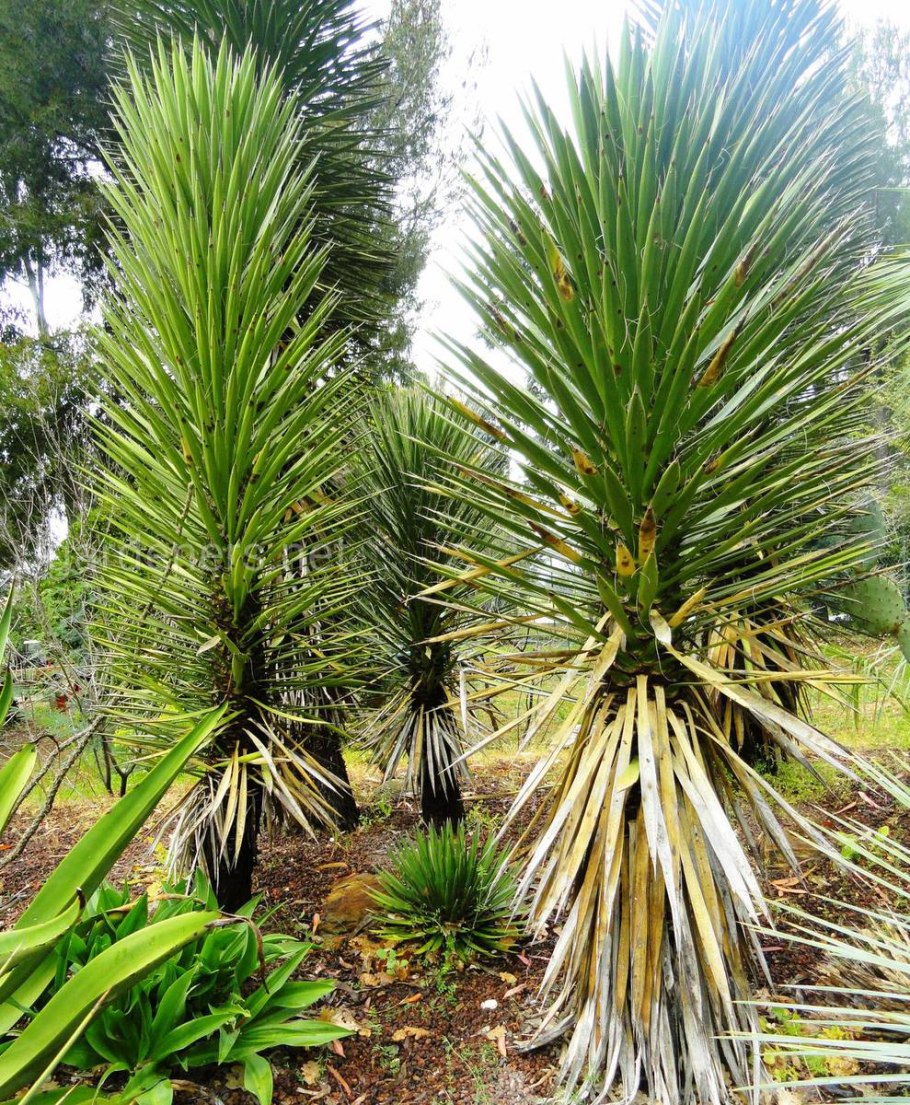 Юкка Садовая Пальма