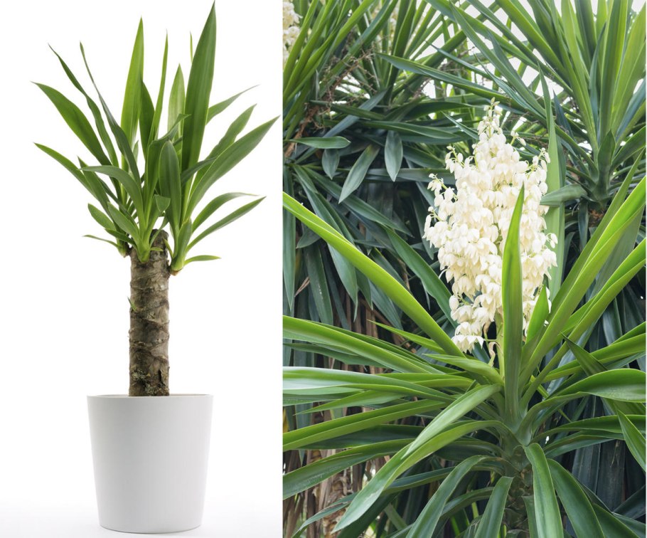 Юкка пальмовидная