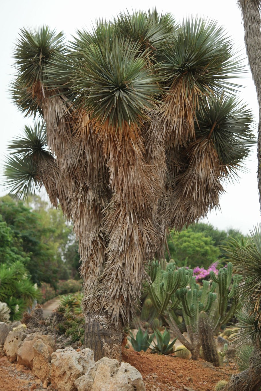 Юкка гигантея