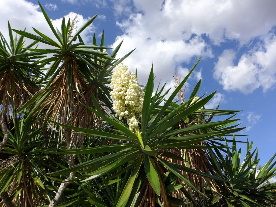 Юкка алоэлистная