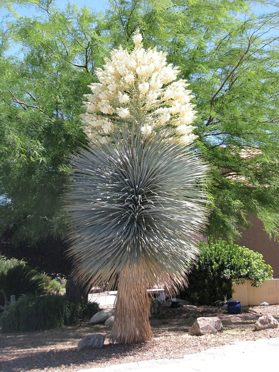 Yucca rigida