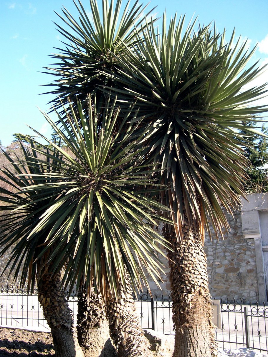 Юкка мечевидная