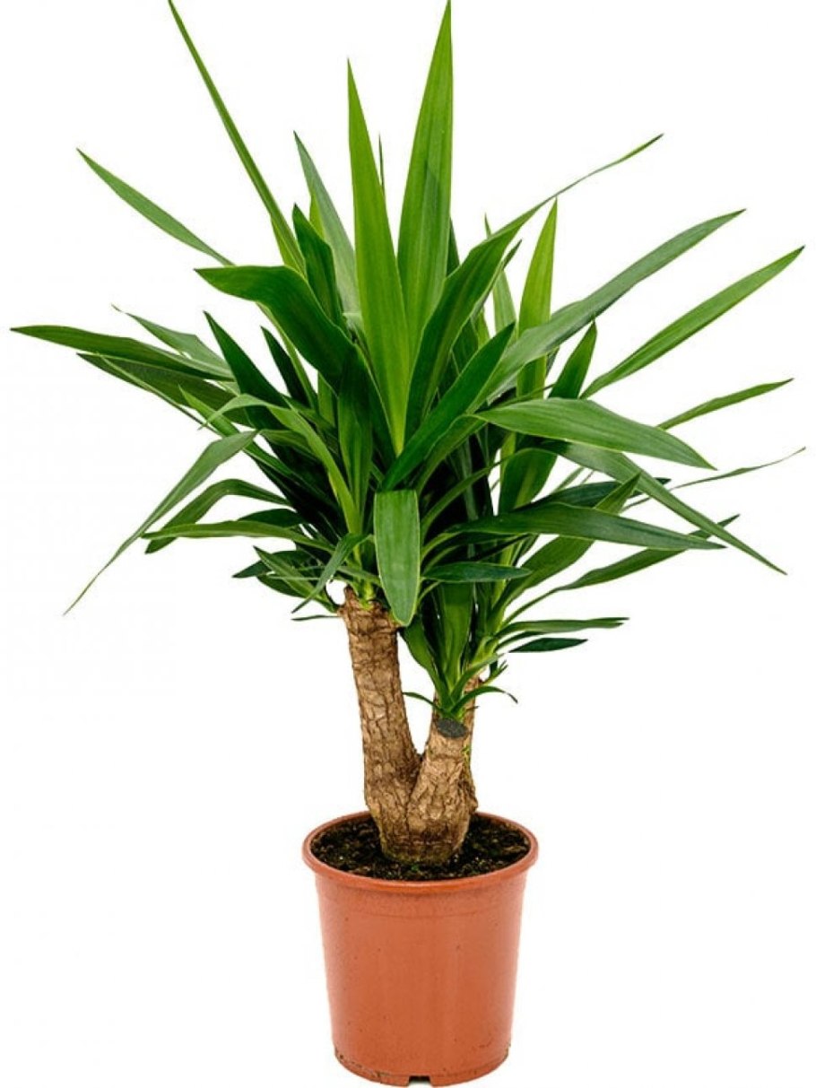 Юкка остролистная пальма