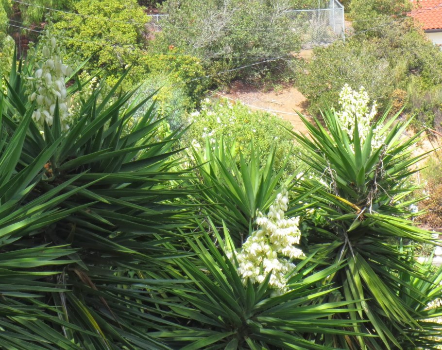 Юкка нитчатая