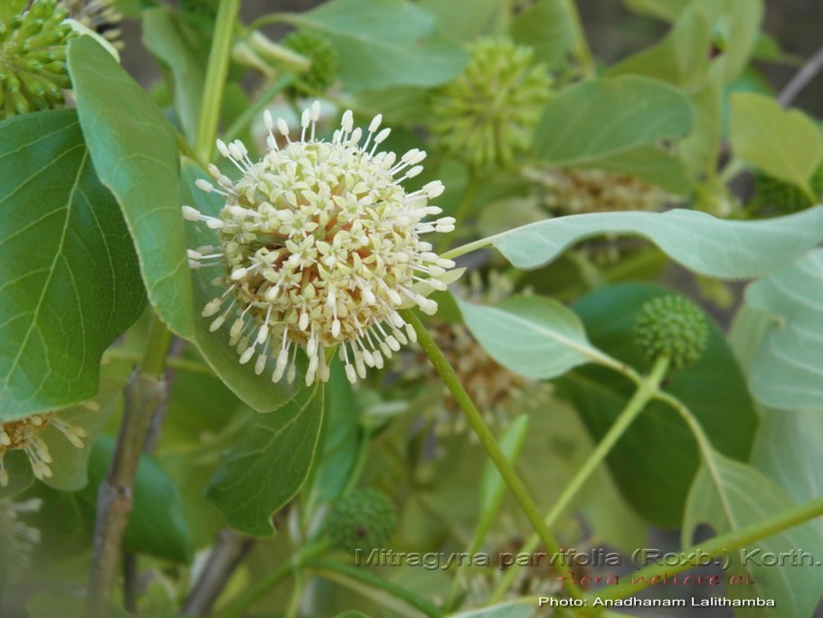 Neolamarckia cadamba