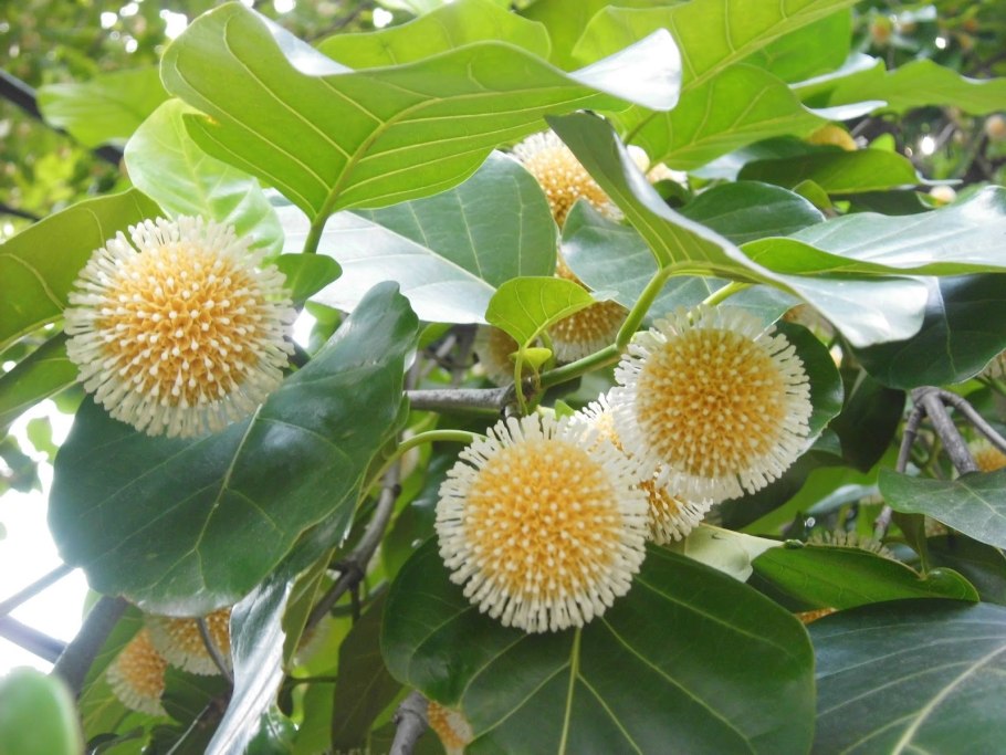 Науклея Дидерриха