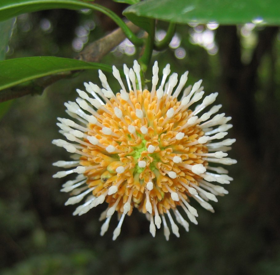 Восточная красавица