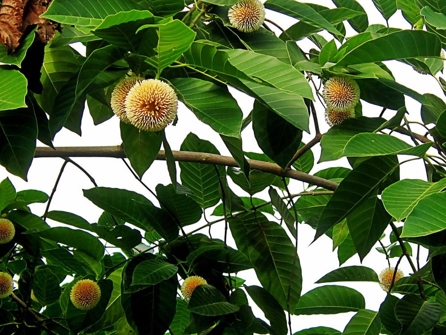 Syringantha Rubiaceae