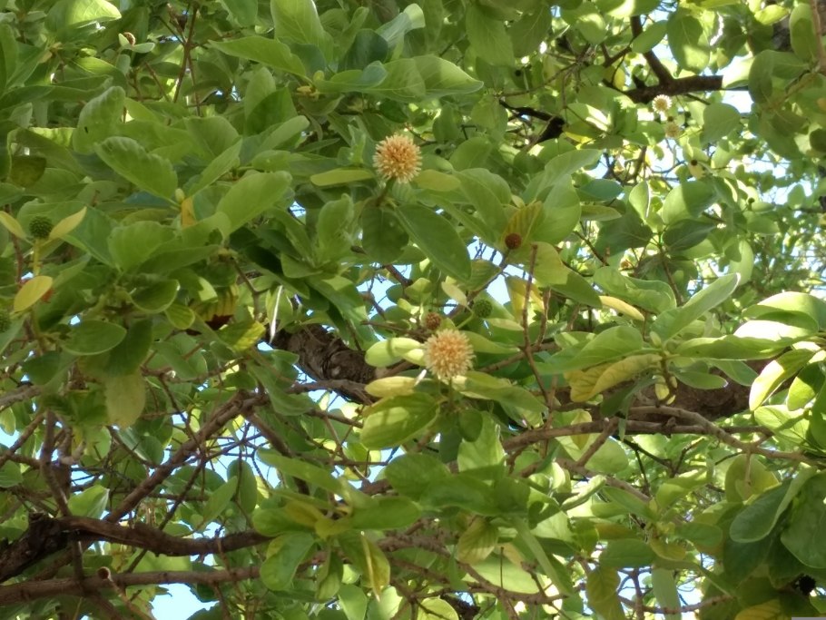 Rubiaceae- Мареновые