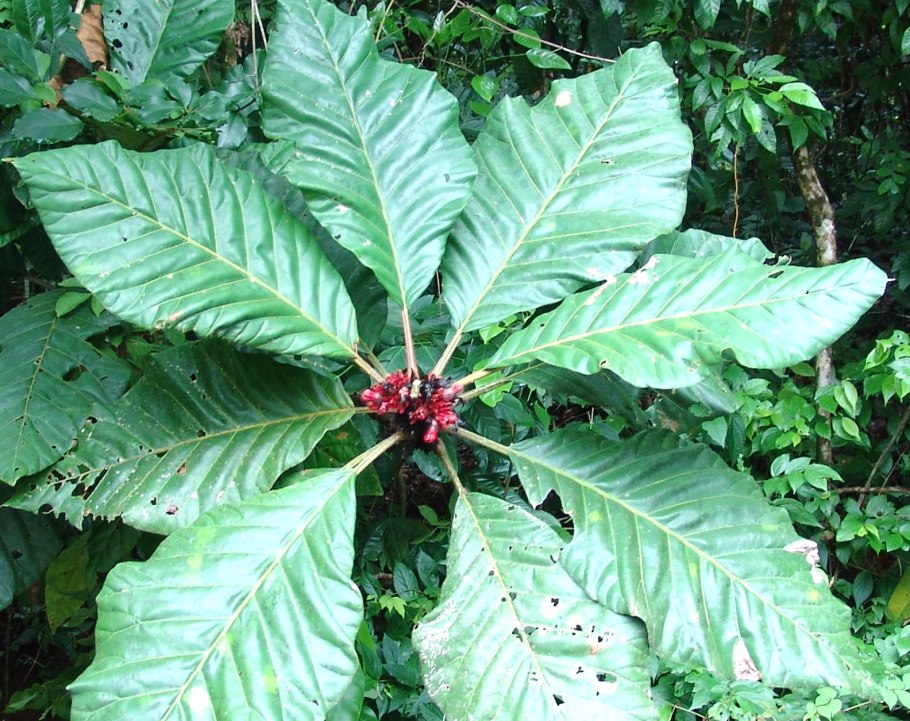 Дерево Тамала