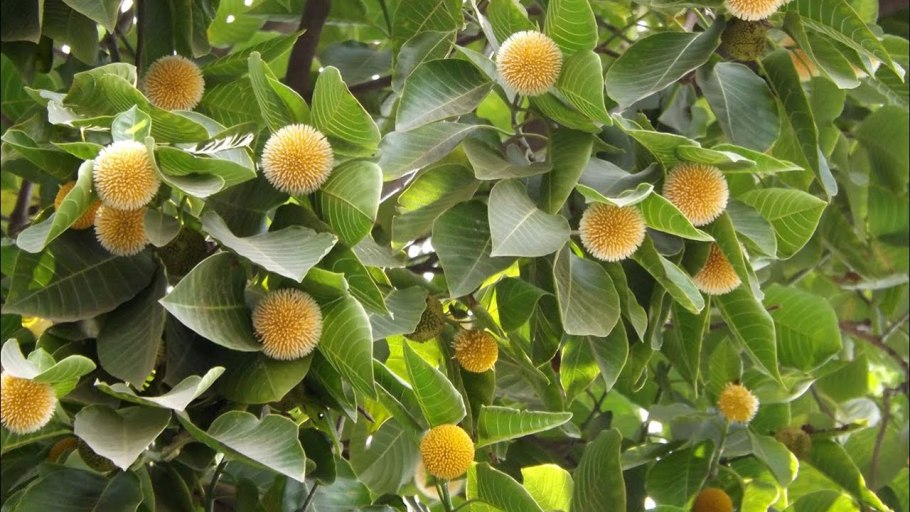 Национальный парк территория