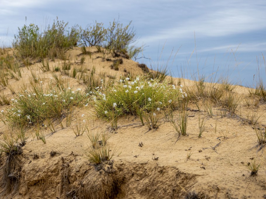 Африканская пустыня с верблюжьими колючками