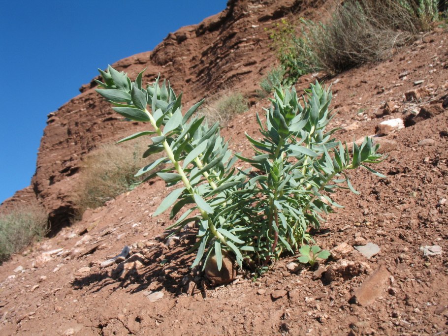 Реомюрия растение