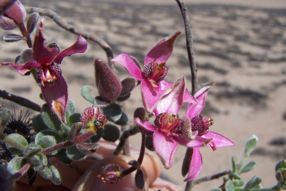 Мирикария Брунея муравьи