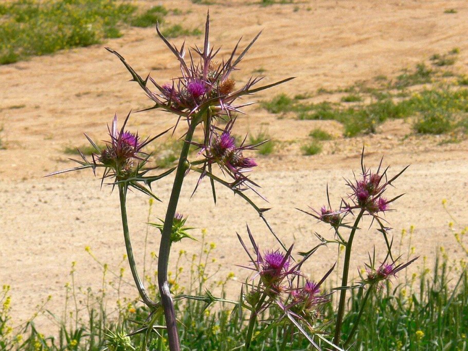 Верблюжья колючка обыкновенная