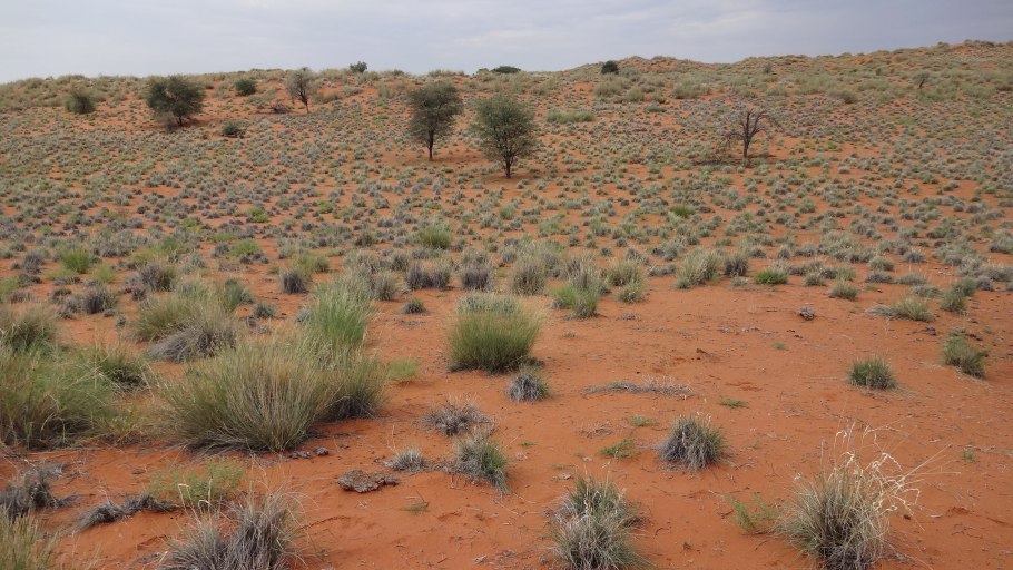 Ратания перуана