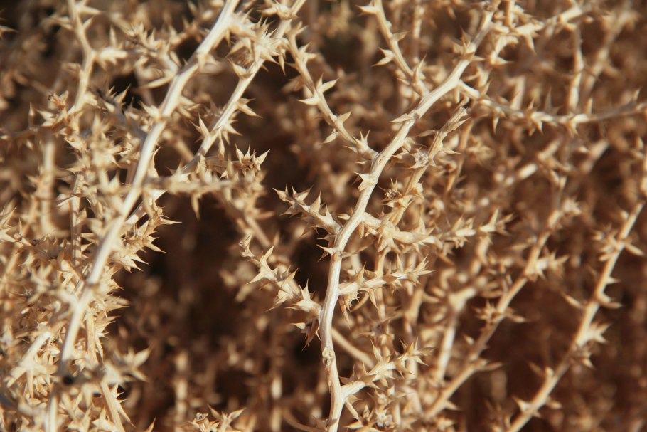 Верблюжье колючка перекати поле