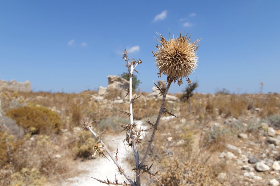 Кактус Чолла (Cholla)