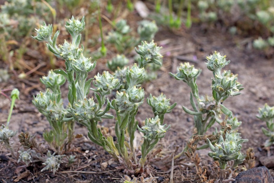 Жабник пирамидальный