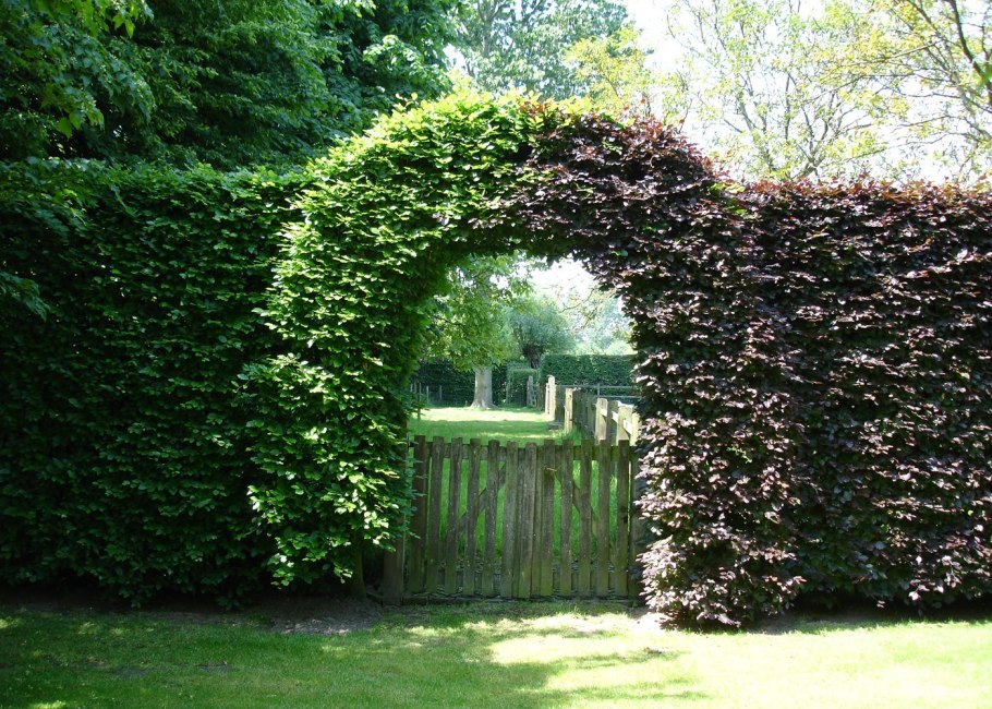 Живая изгородь с аркой