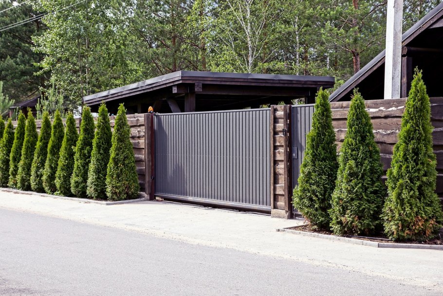 Забор Живая изгородь быстрорастущая