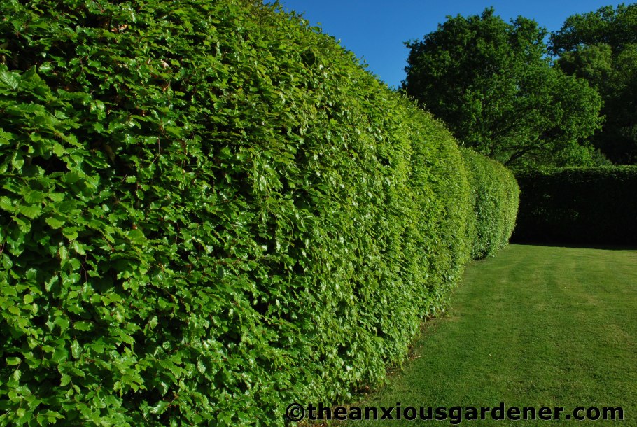 Самшит мелколистный изгородь
