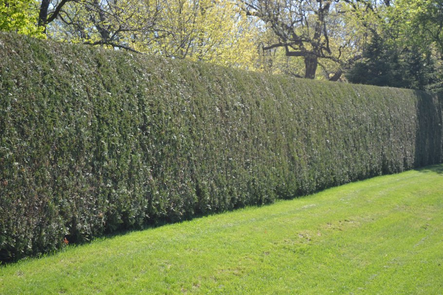 Лиственница европейская Живая изгородь