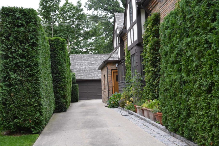 Живая изгородь быстрорастущая многолетняя вечнозеленая