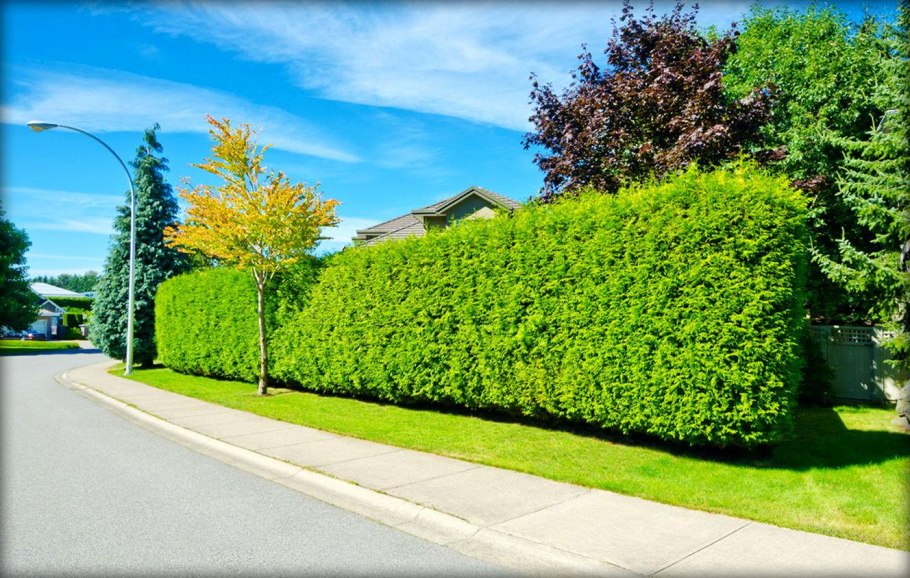 Миксбордер со спиреей