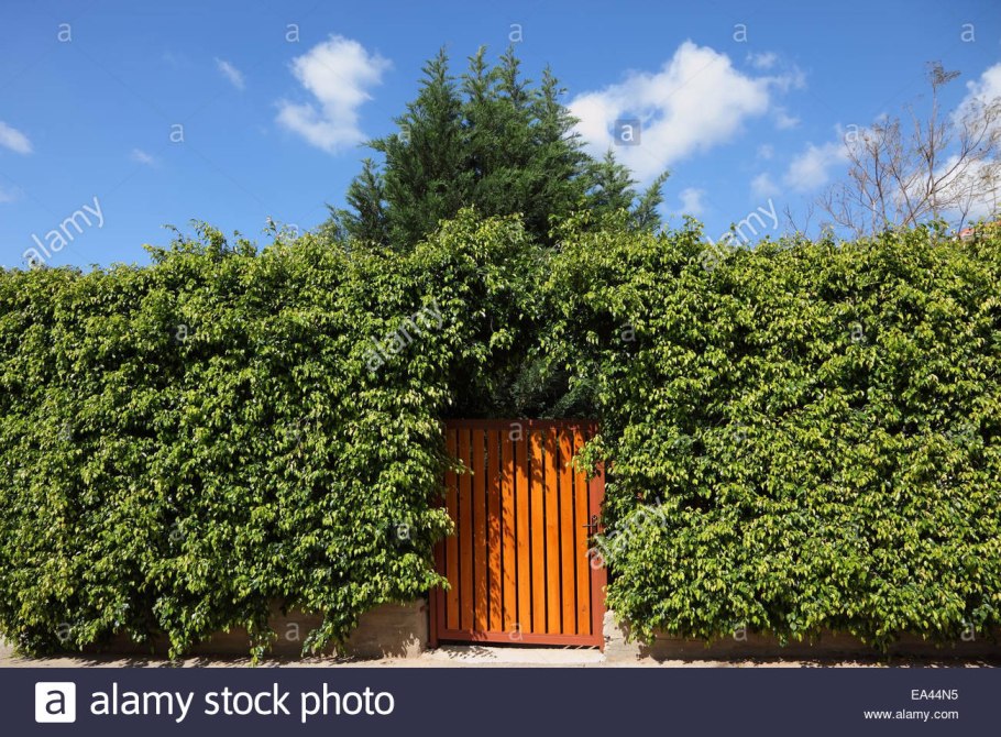 Голубой забор