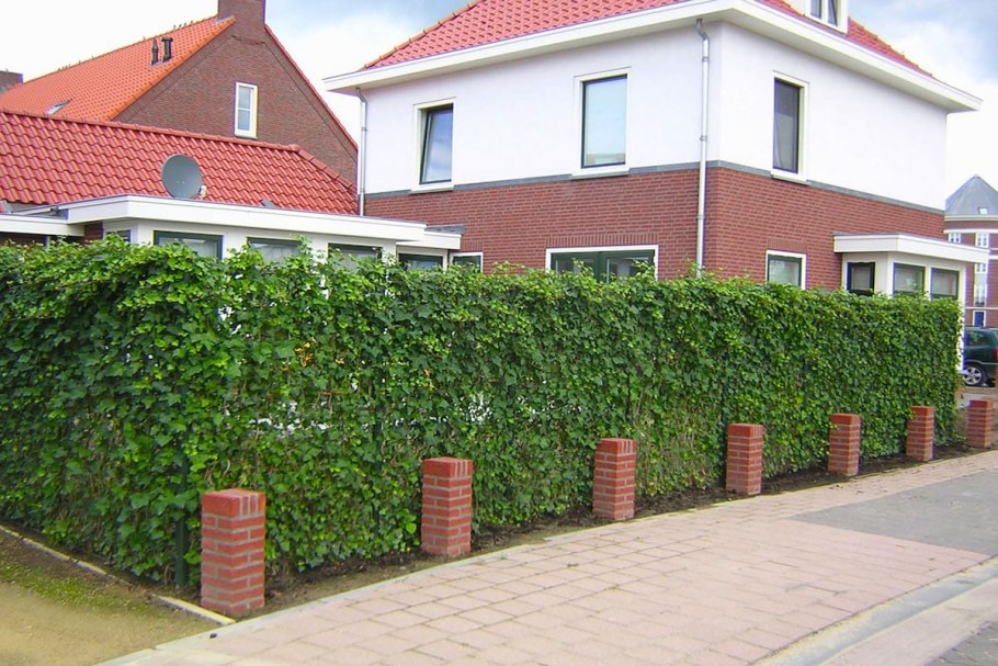 Живая изгородь около патио