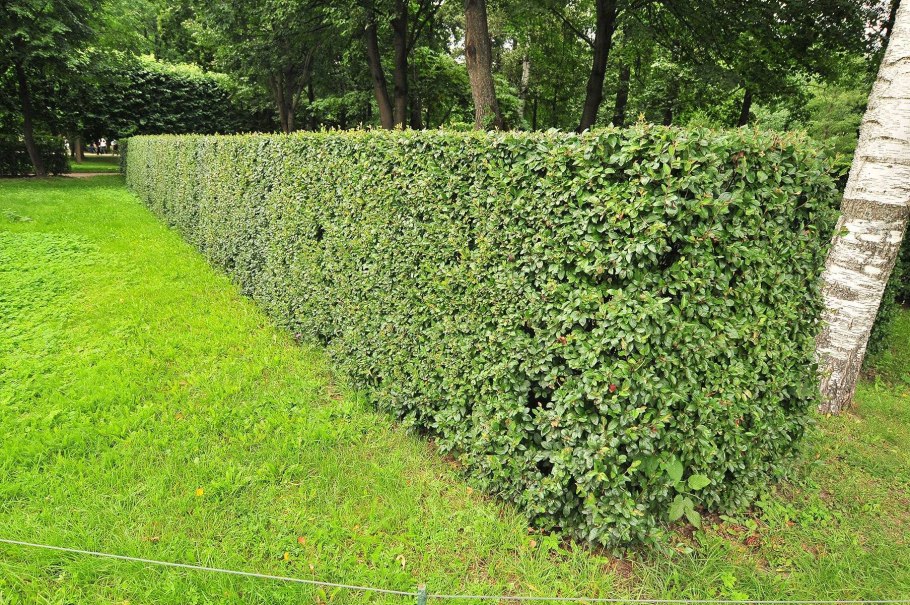 Живая изгородь (виноград + плющ) (Аэлита)