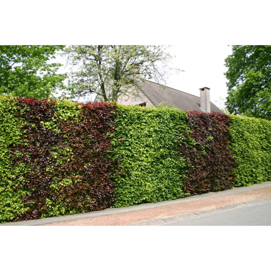 Самые красивые заборы