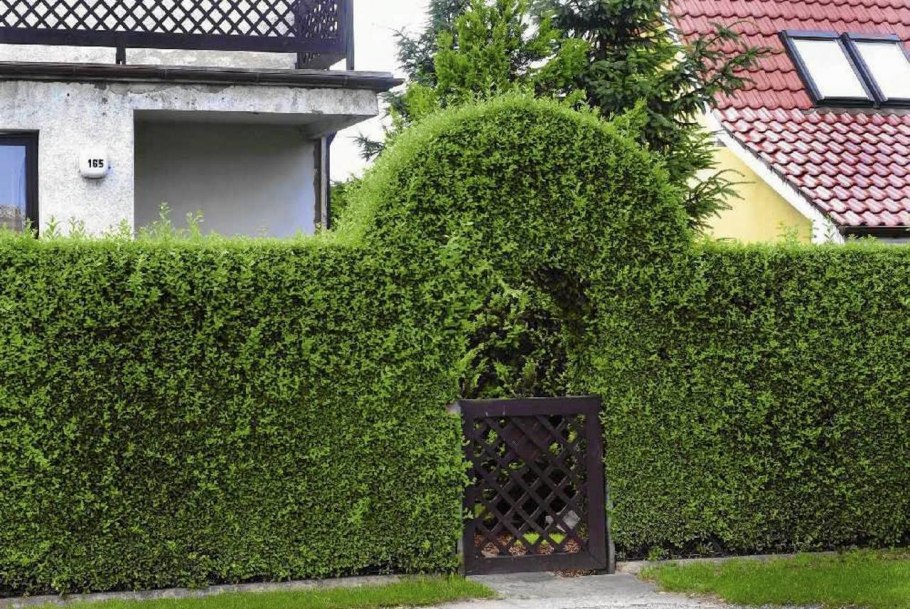 Туя Брабант забор