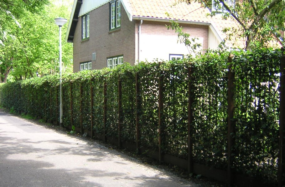 Кизильник блестящий изгородь