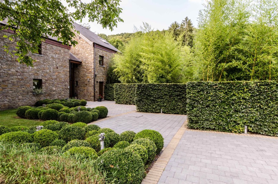 Живая изгородь Люмион