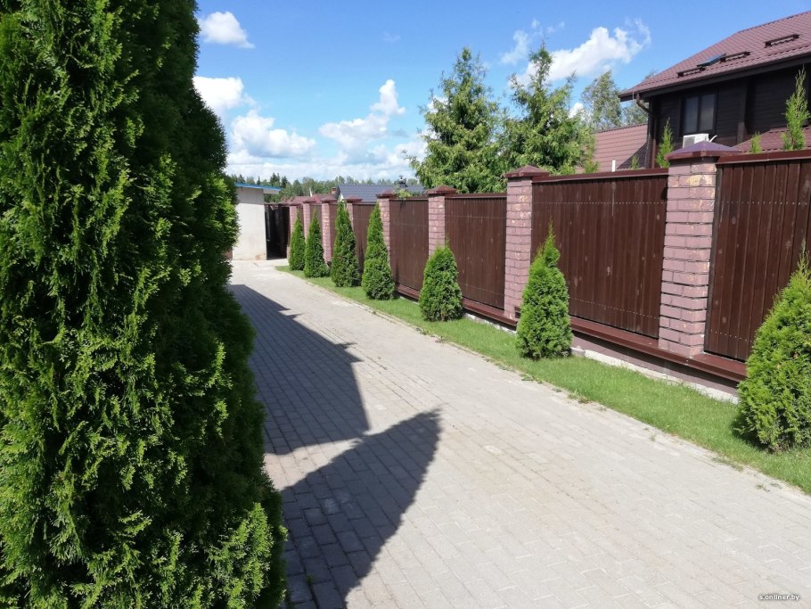 Бирючина Живая изгородь