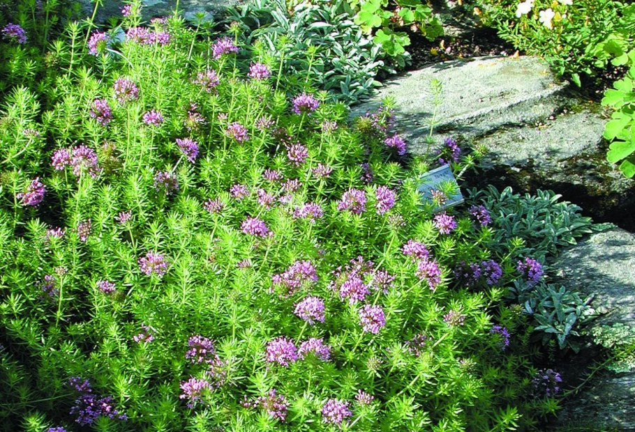 Фуопсис Пурпуреа (purpurea)